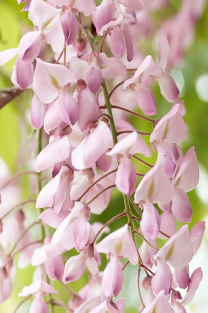 Глициния обильноцветущая Розеа/Хонбени/Пинк Айс